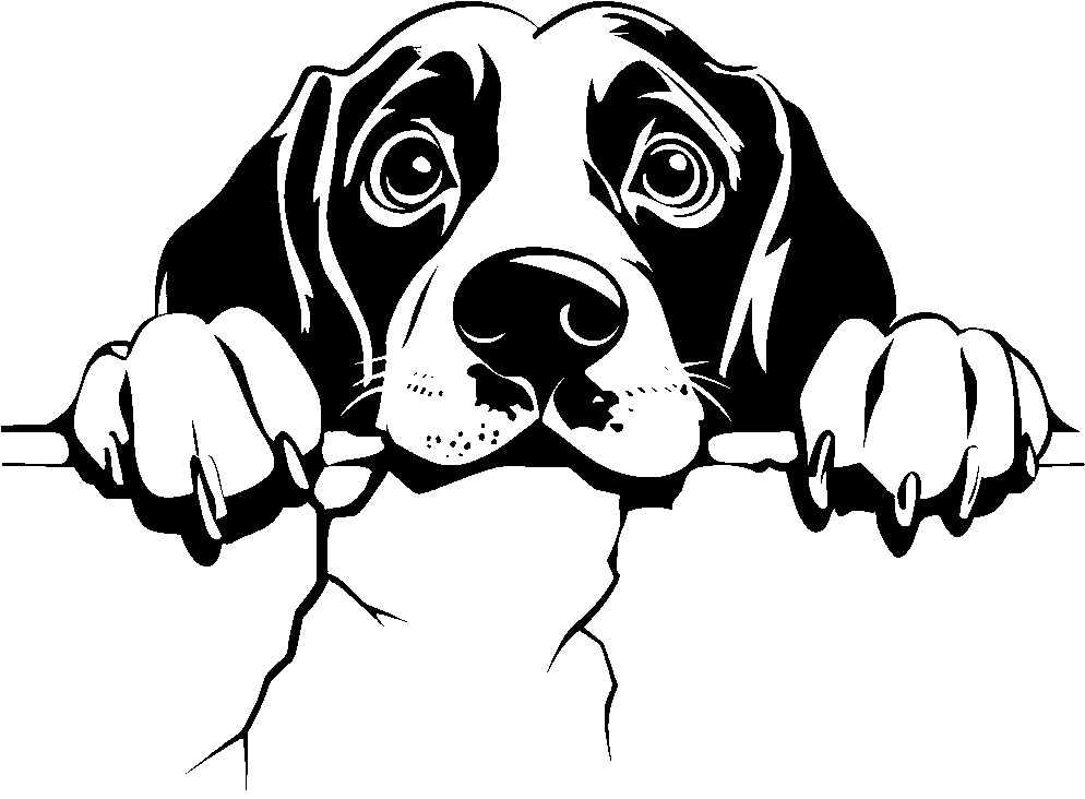 Personalised Stainless Steel Dog Tag