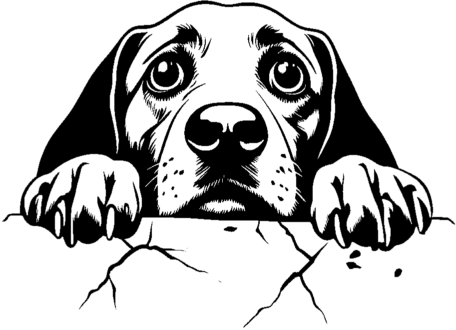 Personalised Stainless Steel Dog Tag