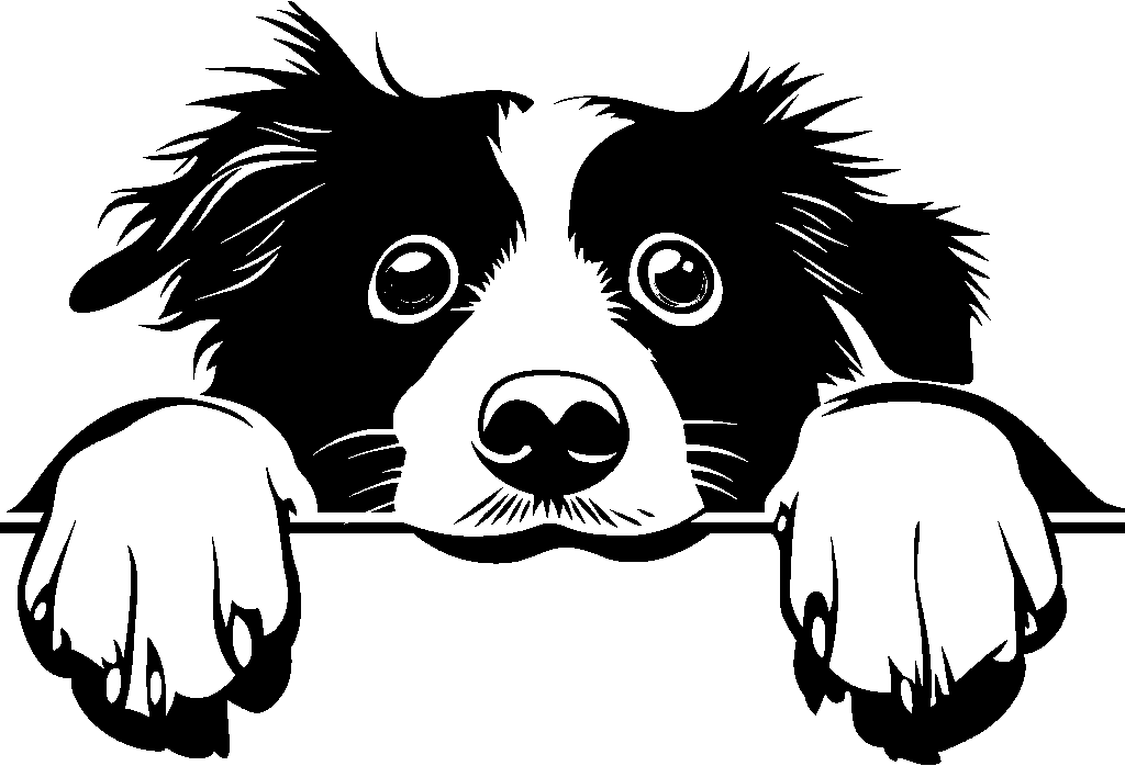 Personalised Stainless Steel Dog Tag