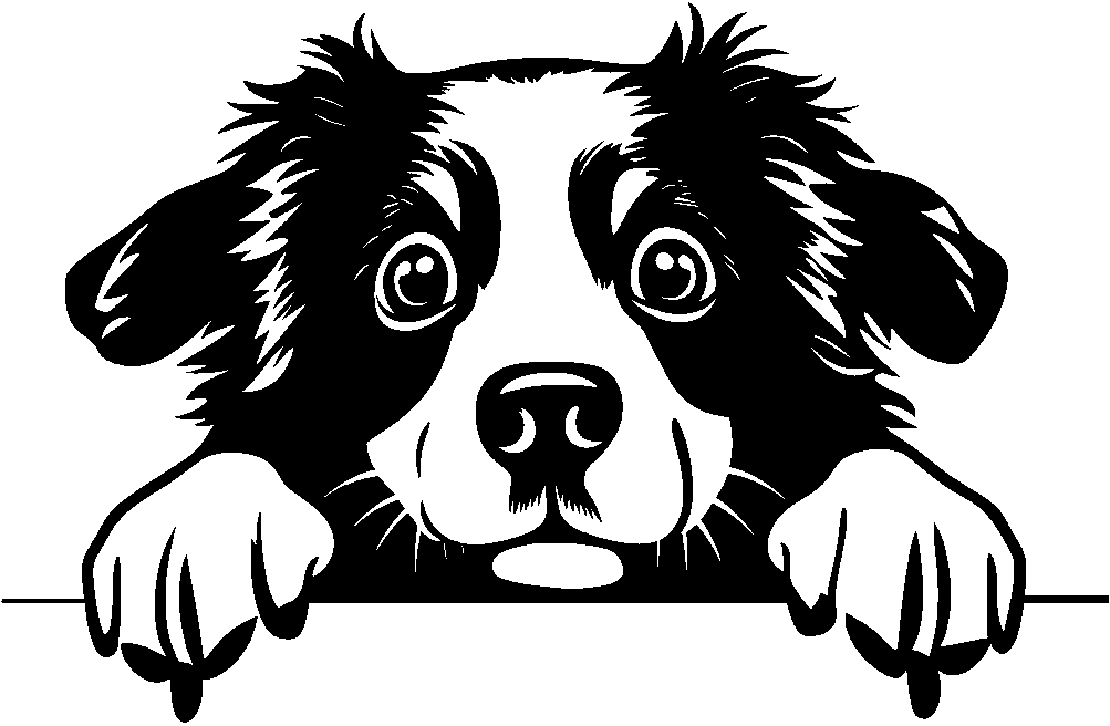 Personalised Stainless Steel Dog Tag