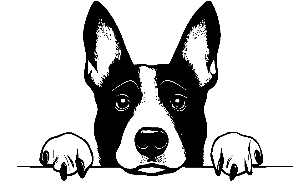 Personalised Stainless Steel Dog Tag