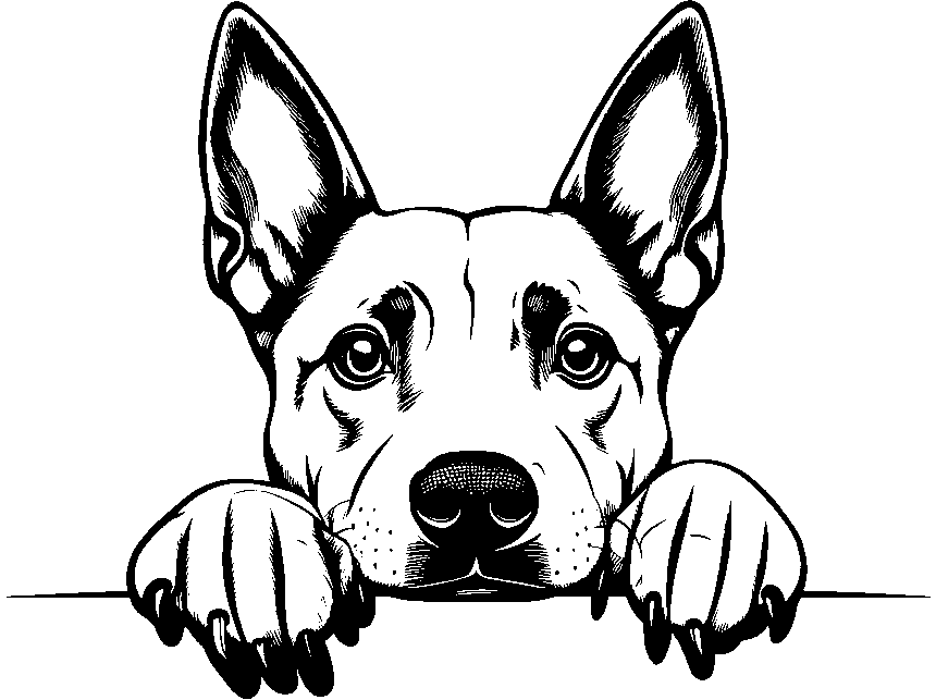 Personalised Stainless Steel Dog Tag