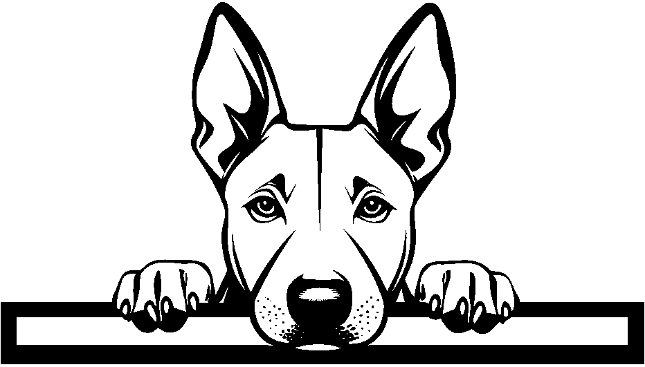 Personalised Stainless Steel Dog Tag