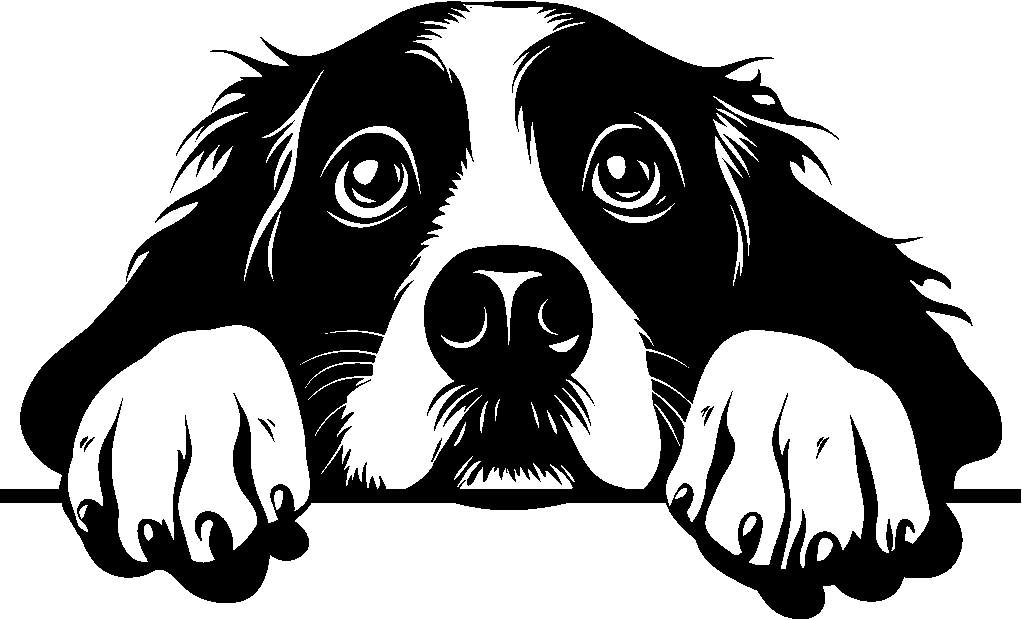 Personalised Stainless Steel Dog Tag