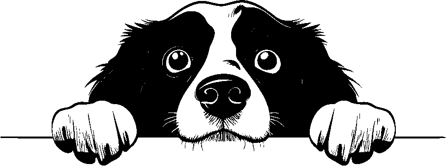 Personalised Stainless Steel Dog Tag