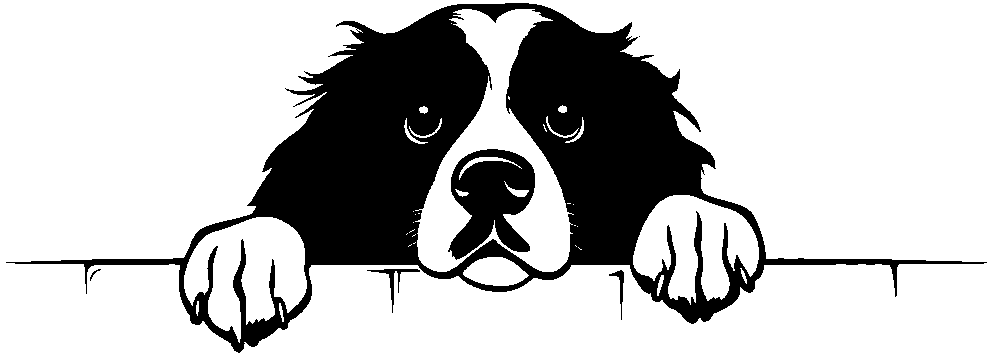 Personalised Stainless Steel Dog Tag