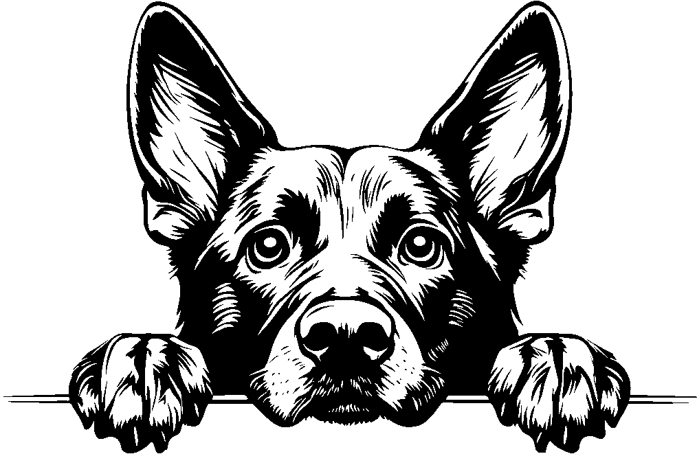 Personalised Stainless Steel Dog Tag