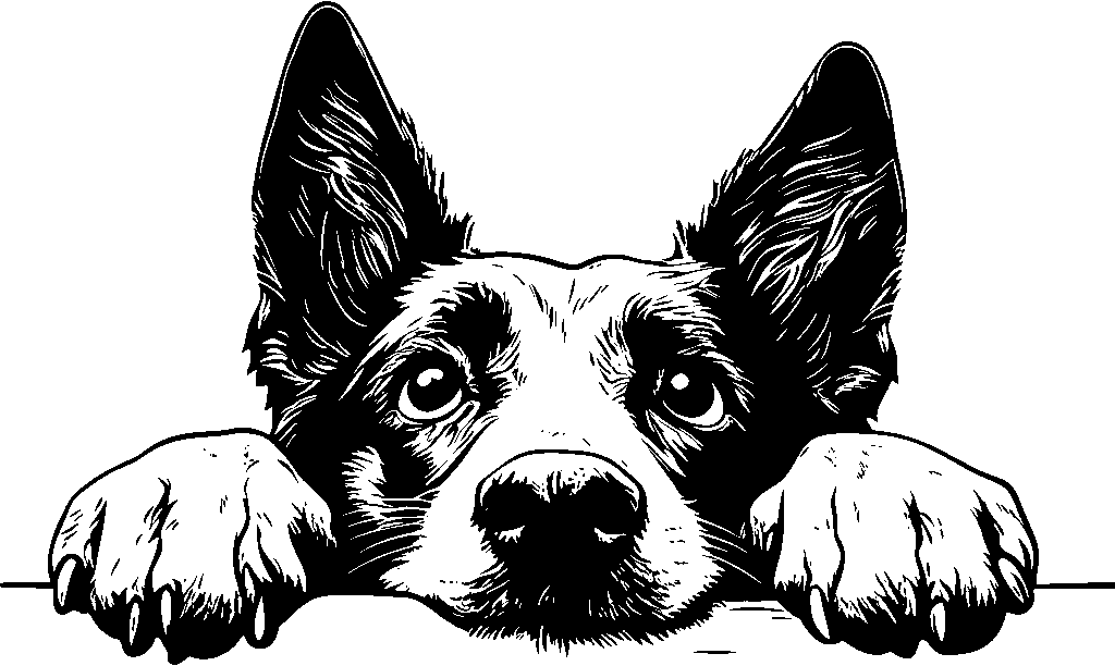 Personalised Stainless Steel Dog Tag