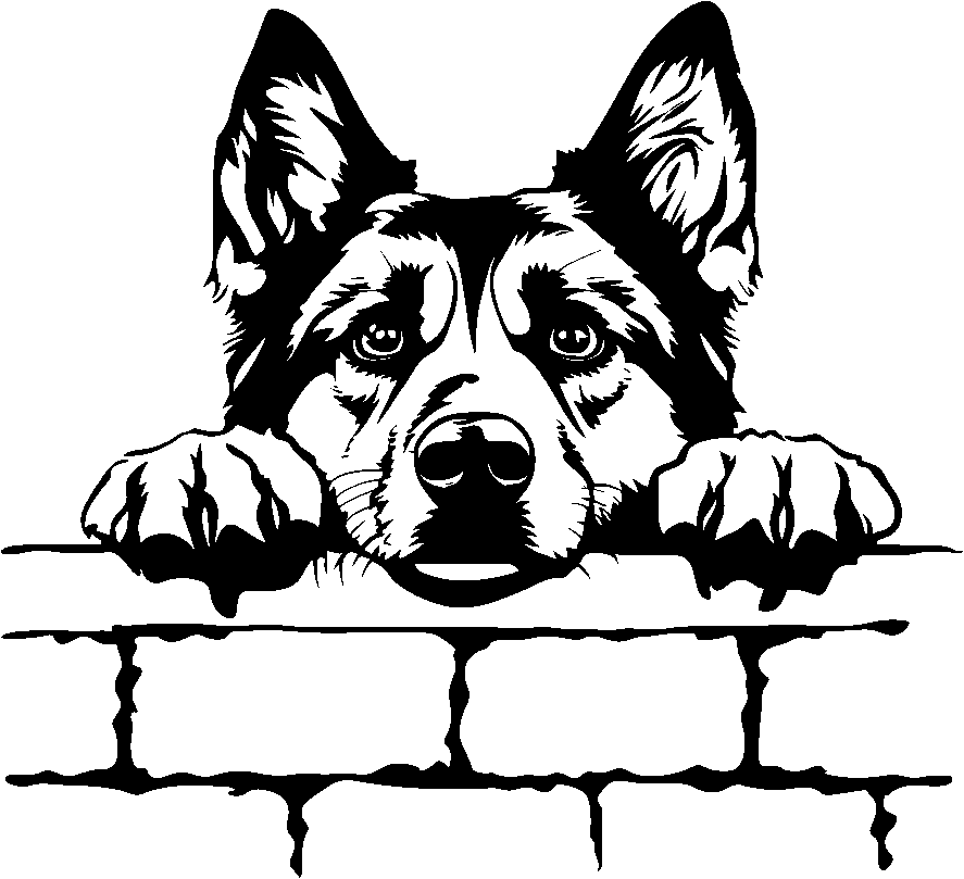 Personalised Stainless Steel Dog Tag