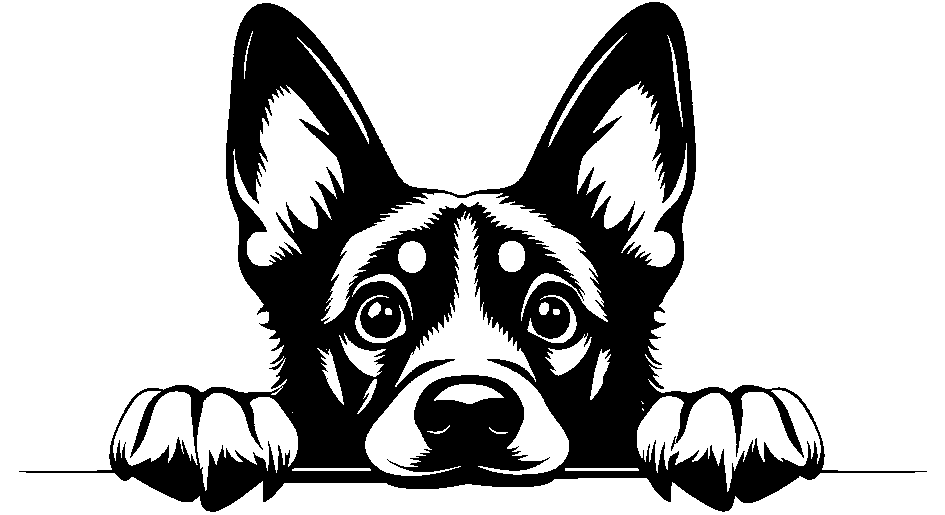 Personalised Stainless Steel Dog Tag