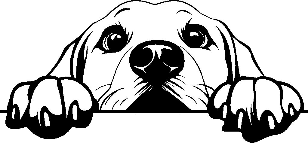 Personalised Stainless Steel Dog Tag