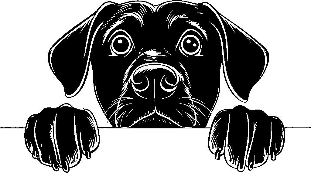 Personalised Stainless Steel Dog Tag