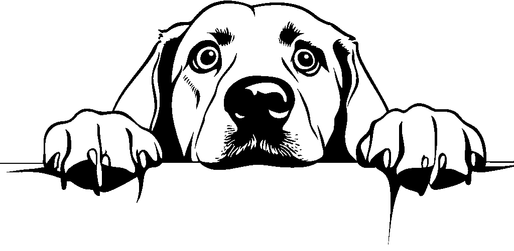 Personalised Stainless Steel Dog Tag