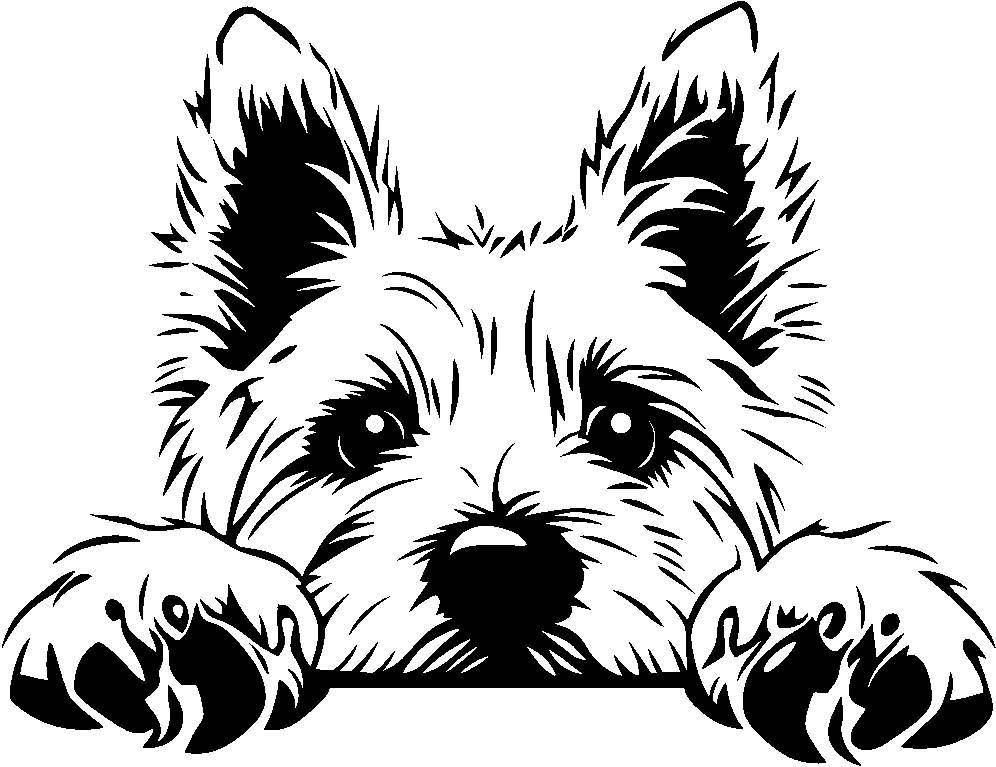 Personalised Stainless Steel Dog Tag