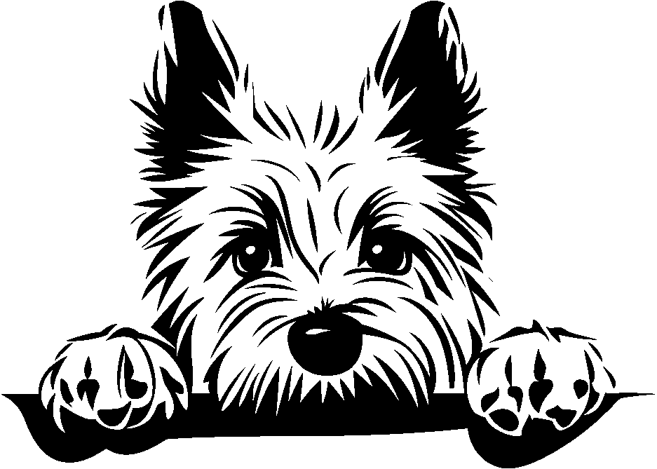 Personalised Stainless Steel Dog Tag