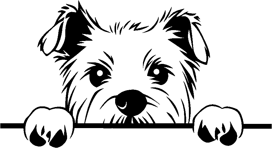 Personalised Stainless Steel Dog Tag