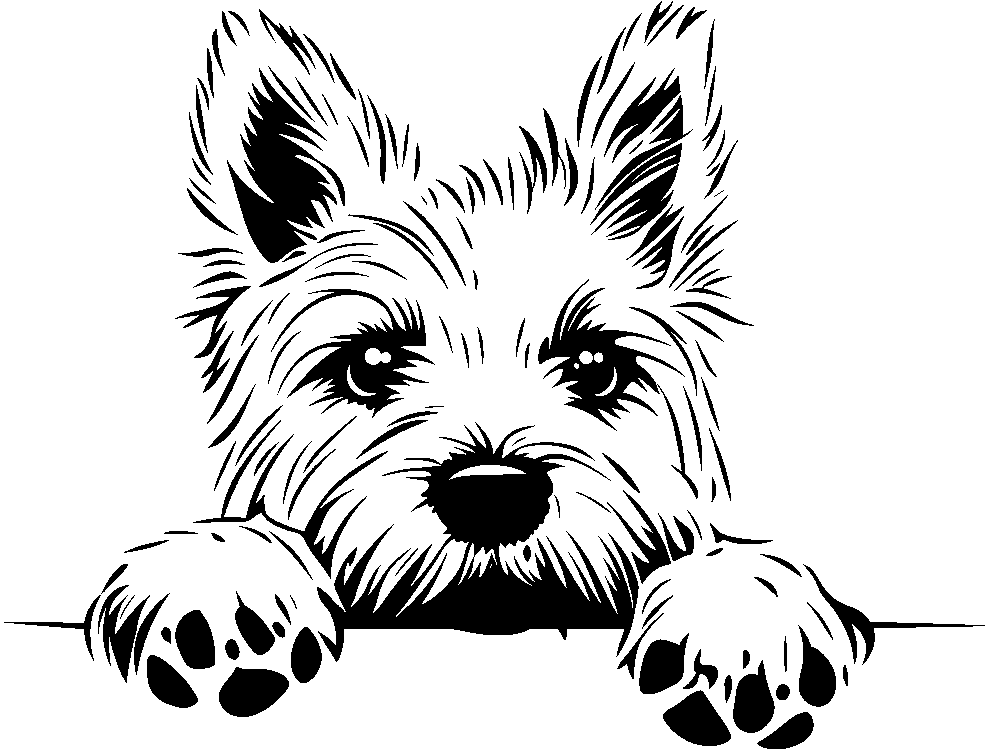 Personalised Stainless Steel Dog Tag