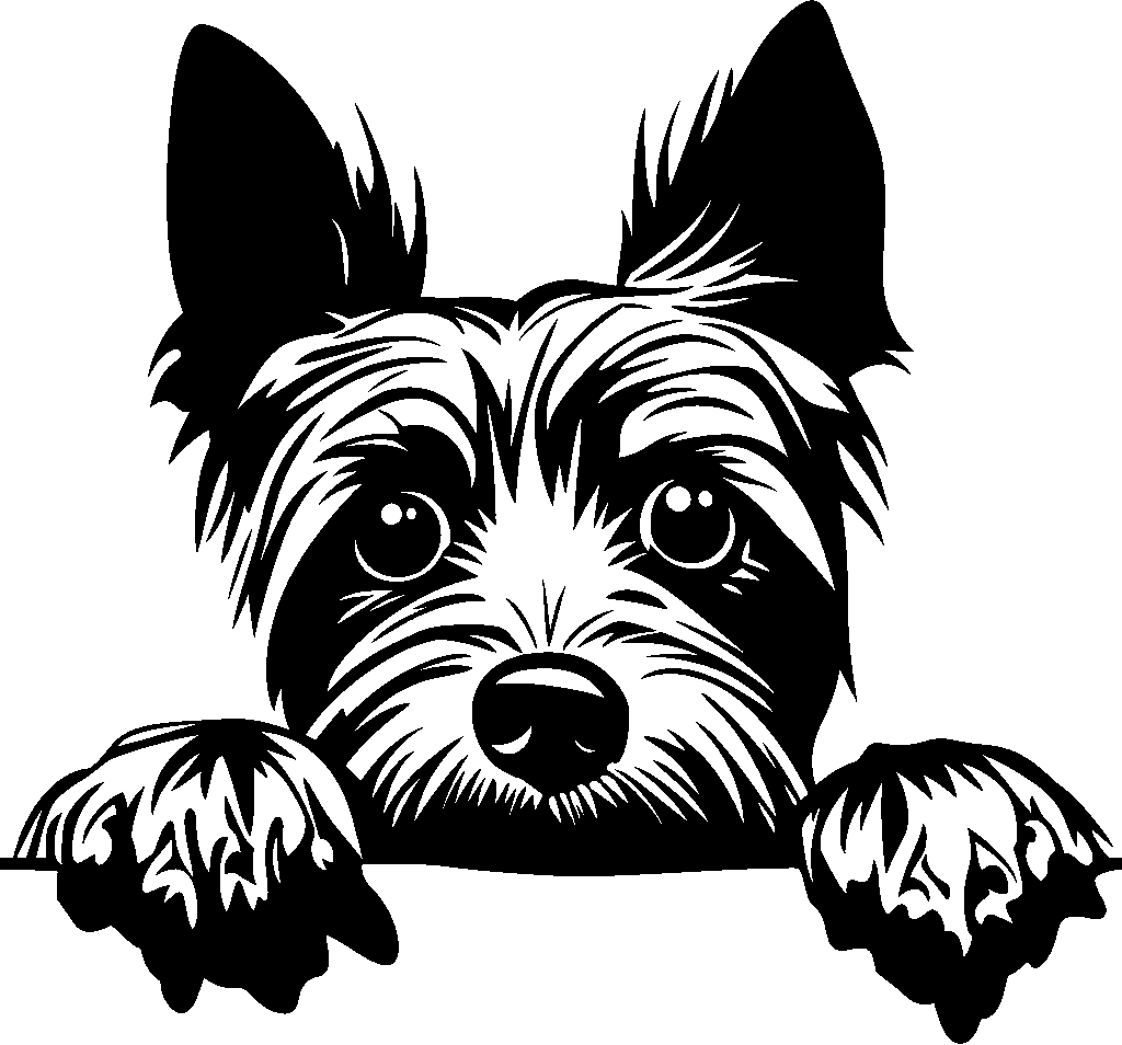 Personalised Stainless Steel Dog Tag