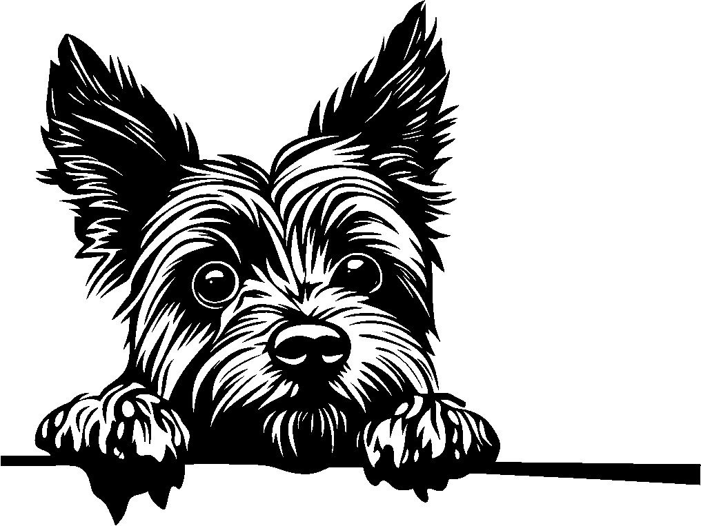 Personalised Stainless Steel Dog Tag